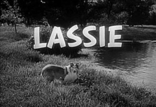  Lassie