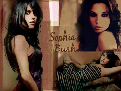  Sophia struik, bush