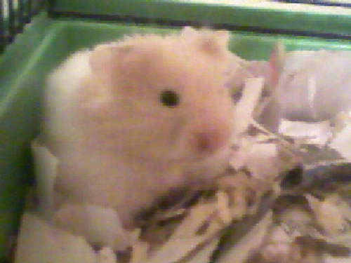  Syrian hamster