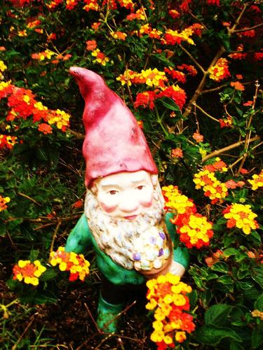  цветок gnome