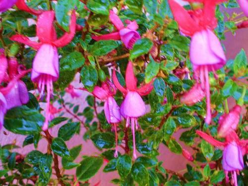 Flowers images fuschia wallpaper and background photos (2395702)