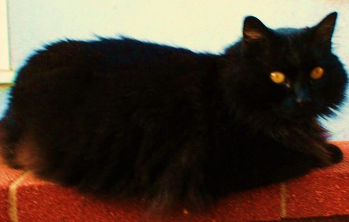  giant black cat