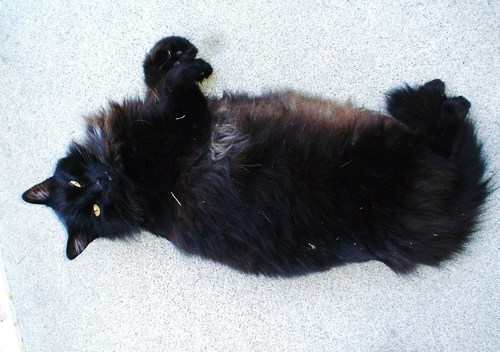  giant black cat