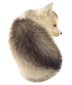sibirischer husky, siberian husky