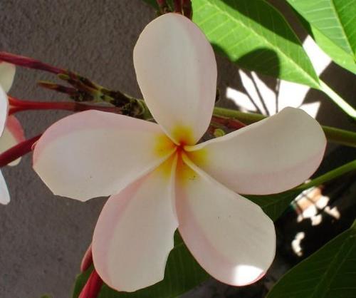  tropical fleur