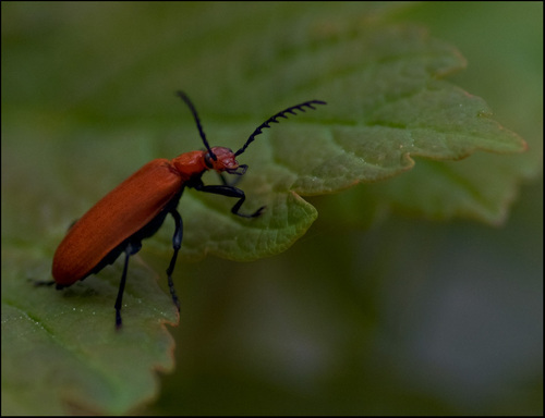  cardinal beetle
