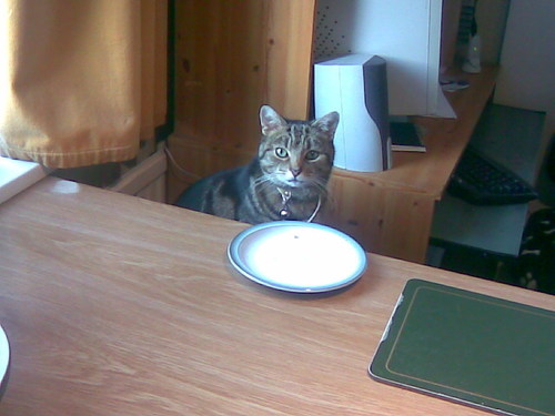 Jasper at the dinner table
