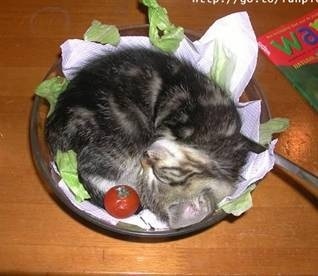  Kitty rau xà lách, salad