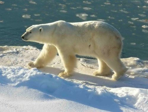  Polar oso, oso de (1)