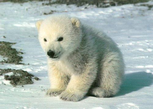 Polar menanggung, bear (2)