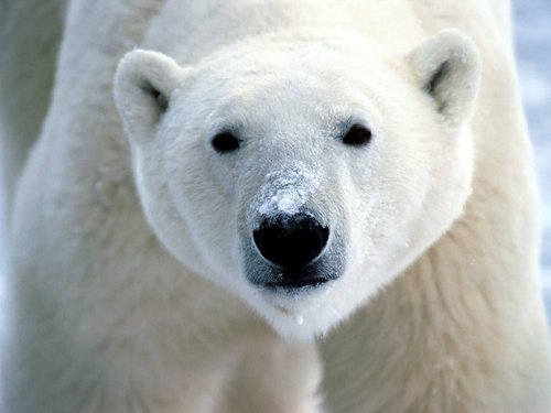 Polar menanggung, bear (3)