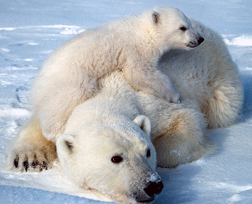  Polar भालू (5)