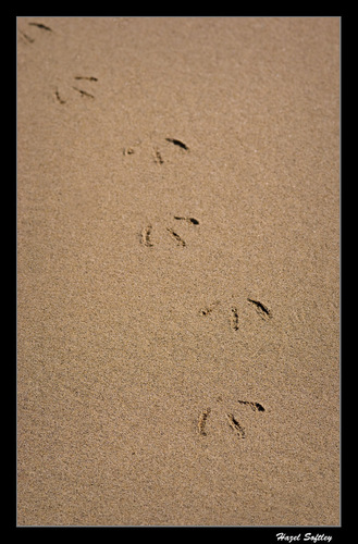 Sand footprints 