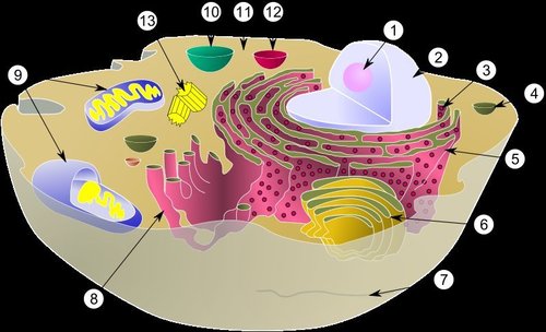  Schematic of typical animal cell