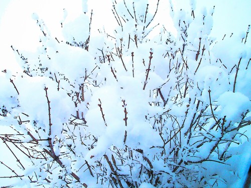  Snowy Branches