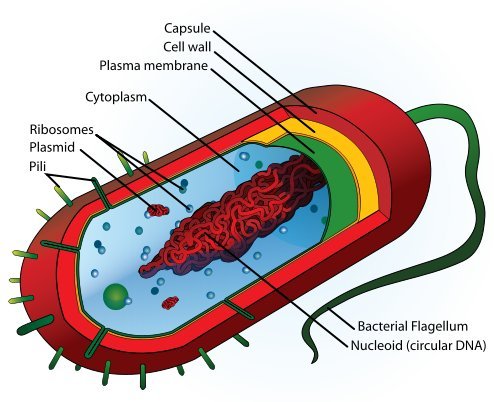  bacterial cell