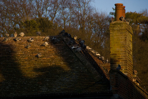  pigeons on the roof