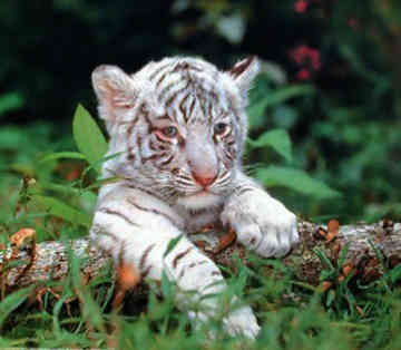  white tiger