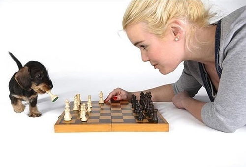  Chess anjing, anak anjing