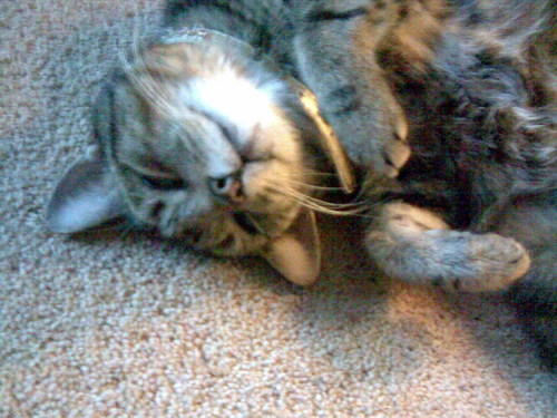 Jasper on the Floor