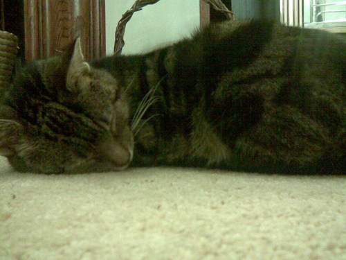 Jasper on the Floor