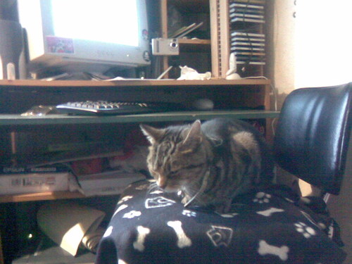  Jasper украл, палантин my chair! :P