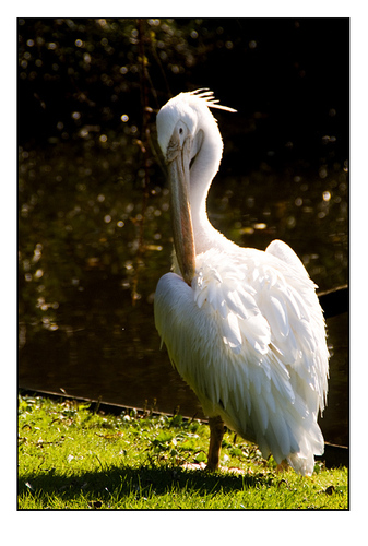  pellicano, pelican