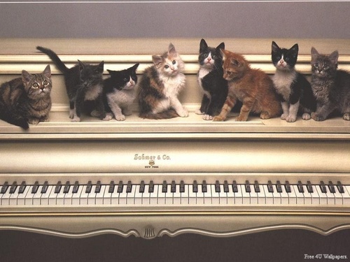  Piano Katzen