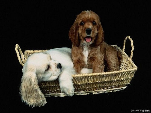  cachorro, filhote de cachorro Basket