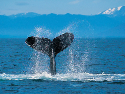 a whale tail