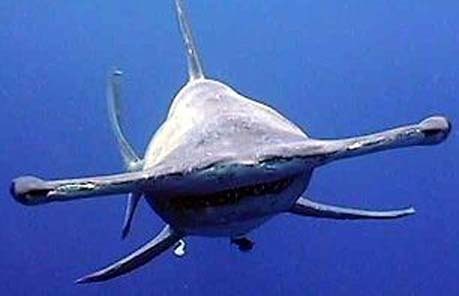  Hammerhead शार्क
