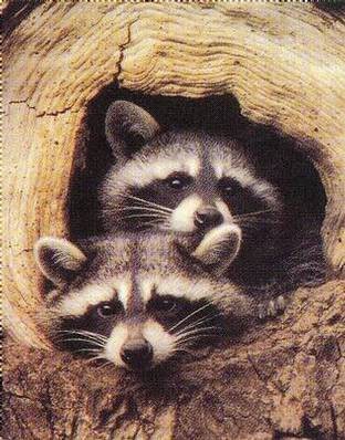  Racoons