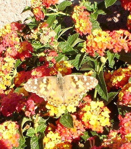  a beautiful papillon