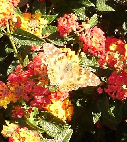  a beautiful 나비