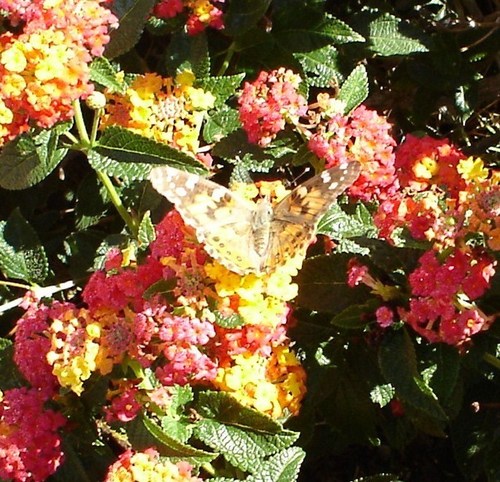  a beautiful vlinder