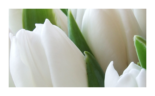 bunga tulp, tulip