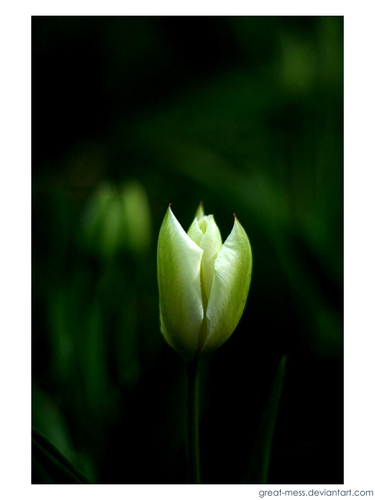 cây uất kim hương, tulip