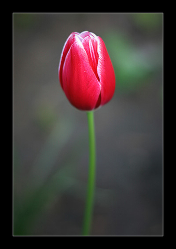 tulipán, tulip