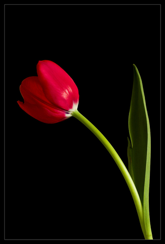 tulipán, tulip