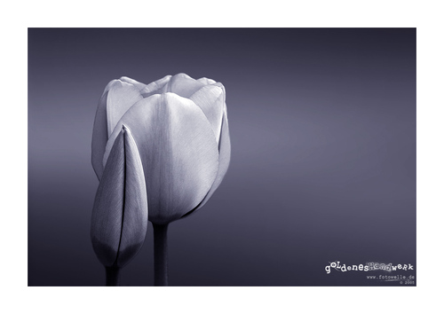 bunga tulp, tulip