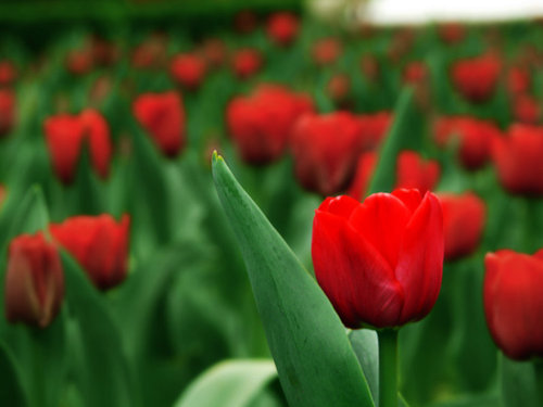 tulipe, tulip