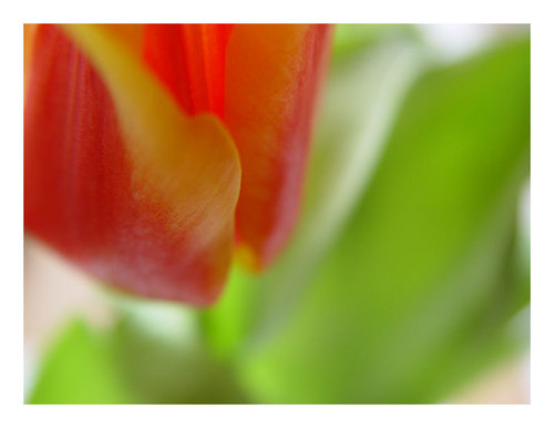tulipe, tulip
