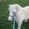 This is my pony, Patch. 123cosmo4 photo