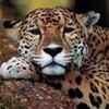 Lazy Leopard :D 18squirt photo