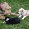 This is my puppy (black) playing with 123cosmo4