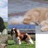 My favorite dog breeds: Border Collie, Golden Retriever and Cavalier King Charles Maira photo
