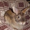 bunny <3 Steph89 photo