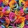 These are some pretty gay flowers!!!!! buddhagirl photo