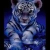 cool tiger jarawr photo