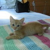 toby kitten orangekoolaid photo
